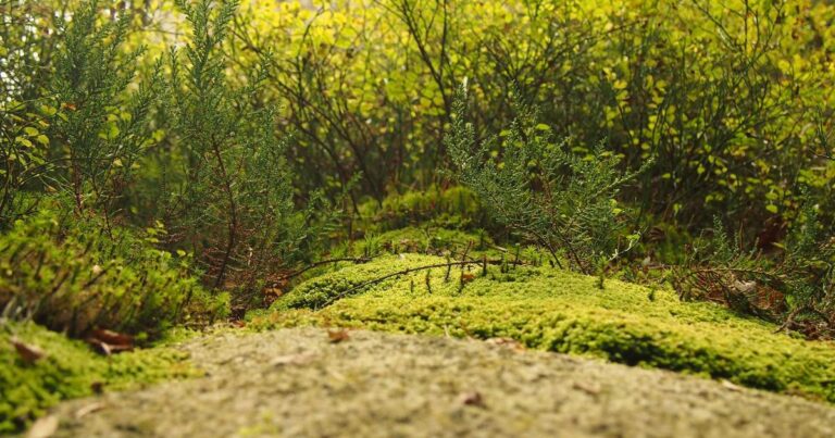 Mindful Quotes About Life for a Better Life