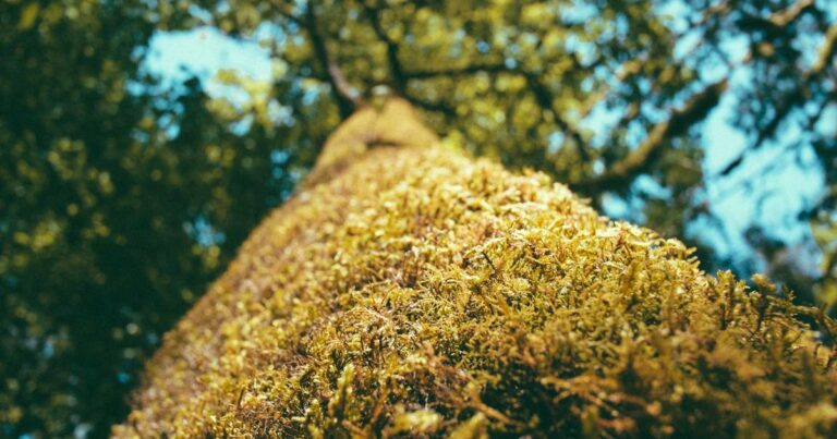Encouraging Quotes About Life for a Better Life