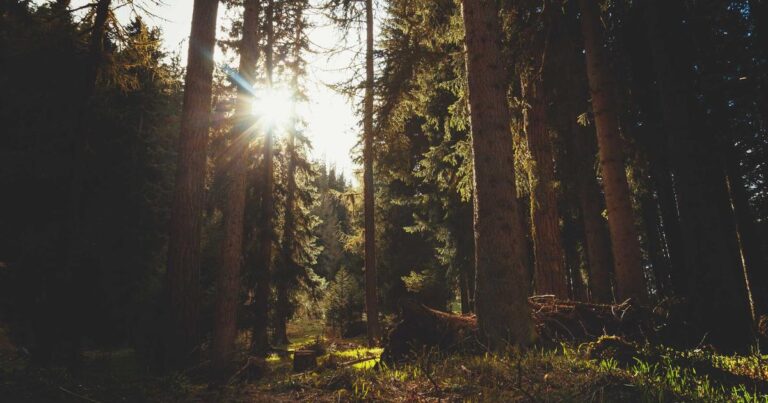 Strong Discipline Quotes for a Better Life