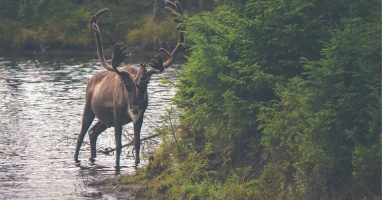Joyful Quotes About Life for Every Season of Life