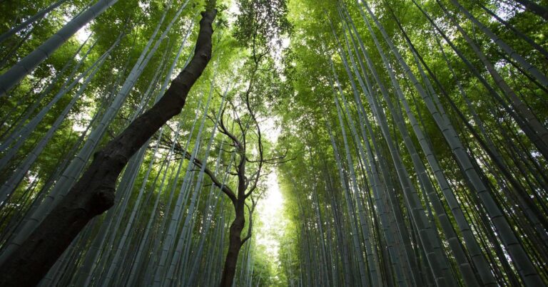 Wise Quotes About Life for Self Growth
