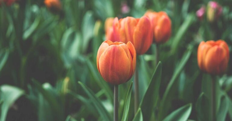 Ageless Discipline Quotes to Start Your Morning Right