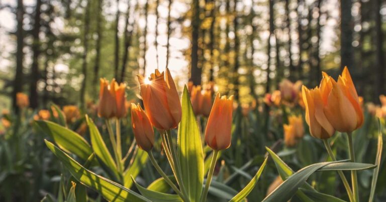 Uplifting Quotes About Life for Reflection